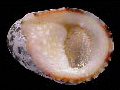  Nerita albicilla (Blotched Nerite)